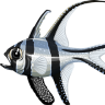 Kardinalfishboi