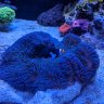 Acropora52
