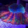 shrimplet