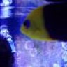 c.declivisowner