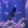 Reefkeeper14