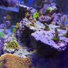 reefguy250