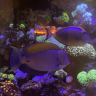 ReefKidDarian