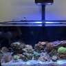 CLFishies