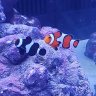 2ClownGal