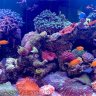 Red Sea 425 XL Mixed_Reef