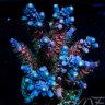 BMFcorals