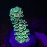 reefdummy