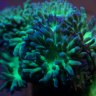 Quantum Corals
