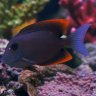 Reef Plop