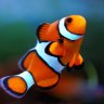 ClownFish664