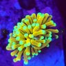 Coralguy777