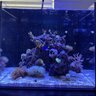 PolyReef