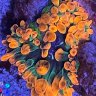 crazyreefergirl