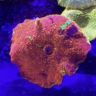 AnemoneFan
