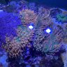 NEM Aquatics