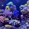 obsessedfishlady