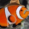 RodeoClownfish