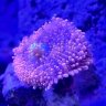 TheBeardedGuppy