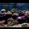 Reefstick555