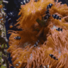FeedMyReef