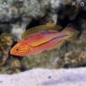 GoldFish2ClownFish