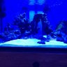 DobsFidge68