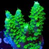Reefwild