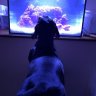 DappleReef