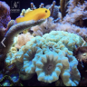 I WANT CLOWN GOBIES