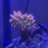 Noxsolaris