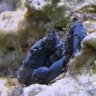 Newfish96