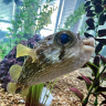 pufferfish_jake_98