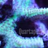 Quartapound