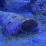 LiamJROC
