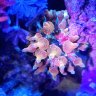 Personal Reef