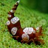 AccidentalAquarist