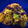 TexasCoralConnect