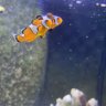 AwesomeAquatics
