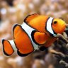 Homey D. Clownfish
