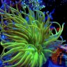 butcherreef