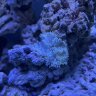 iHateReefs