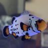 Rose Garden Reef 96