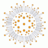 Coral Morphologic