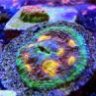GardinersReef