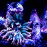 reefpaddy