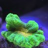 EmperorsReef