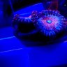 Raidensreef18