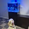 BlueWavesReef