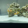 BennyBlenny
